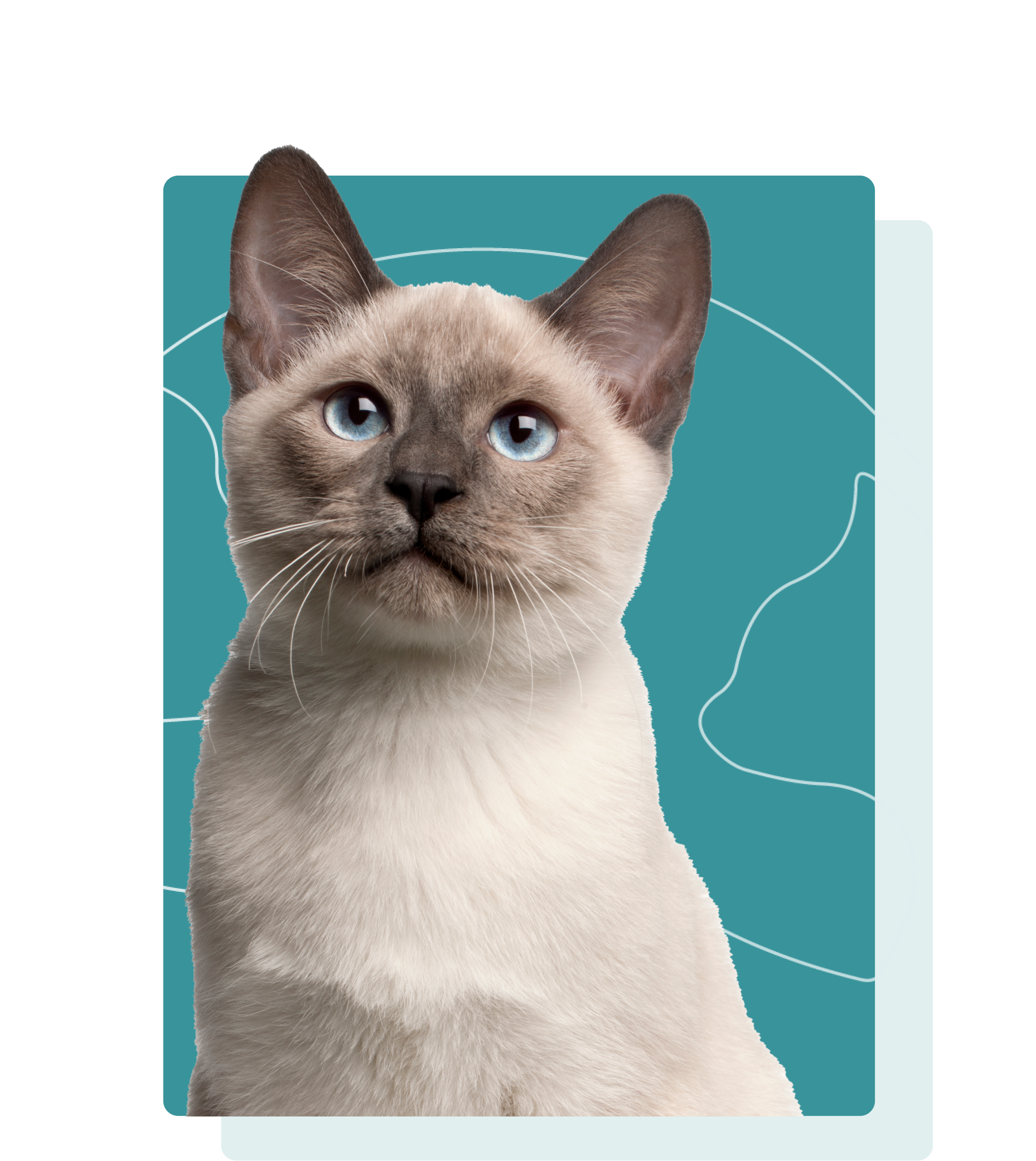 Banner beeld kat